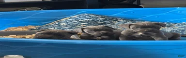 Cane Corso 1 male 