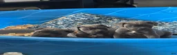 Cane Corso dogs for sale: Cane Corso 1 male  - Ad 1