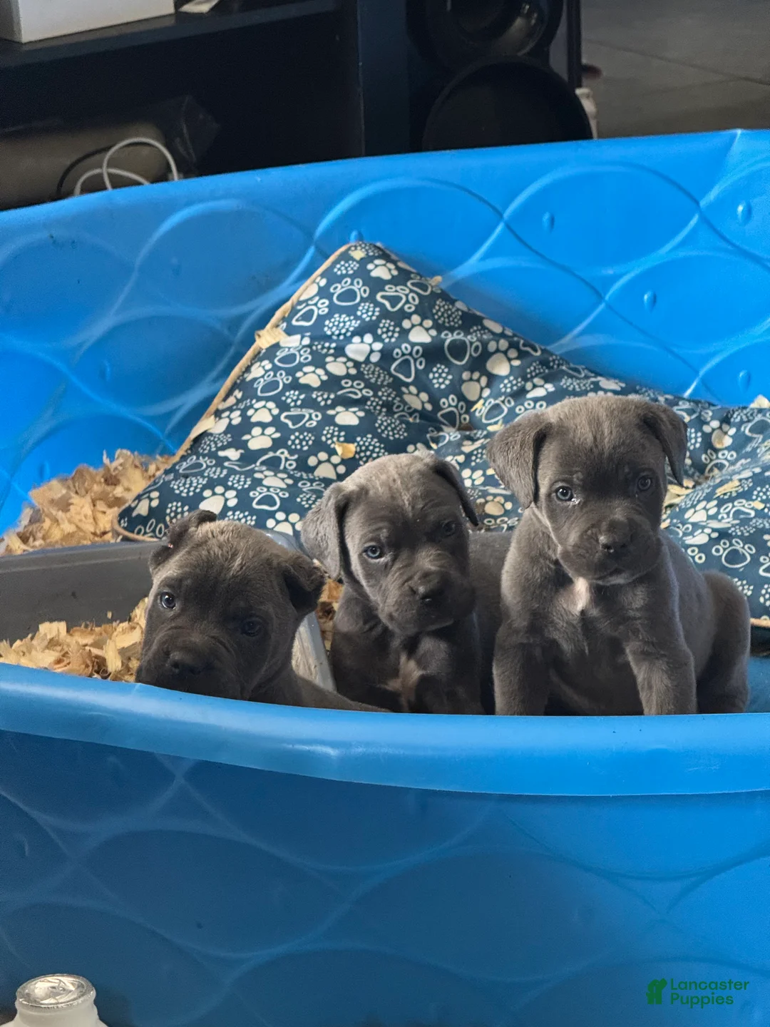 Cane Corso dogs for sale: Cane Corso 1 male  - Ad 1