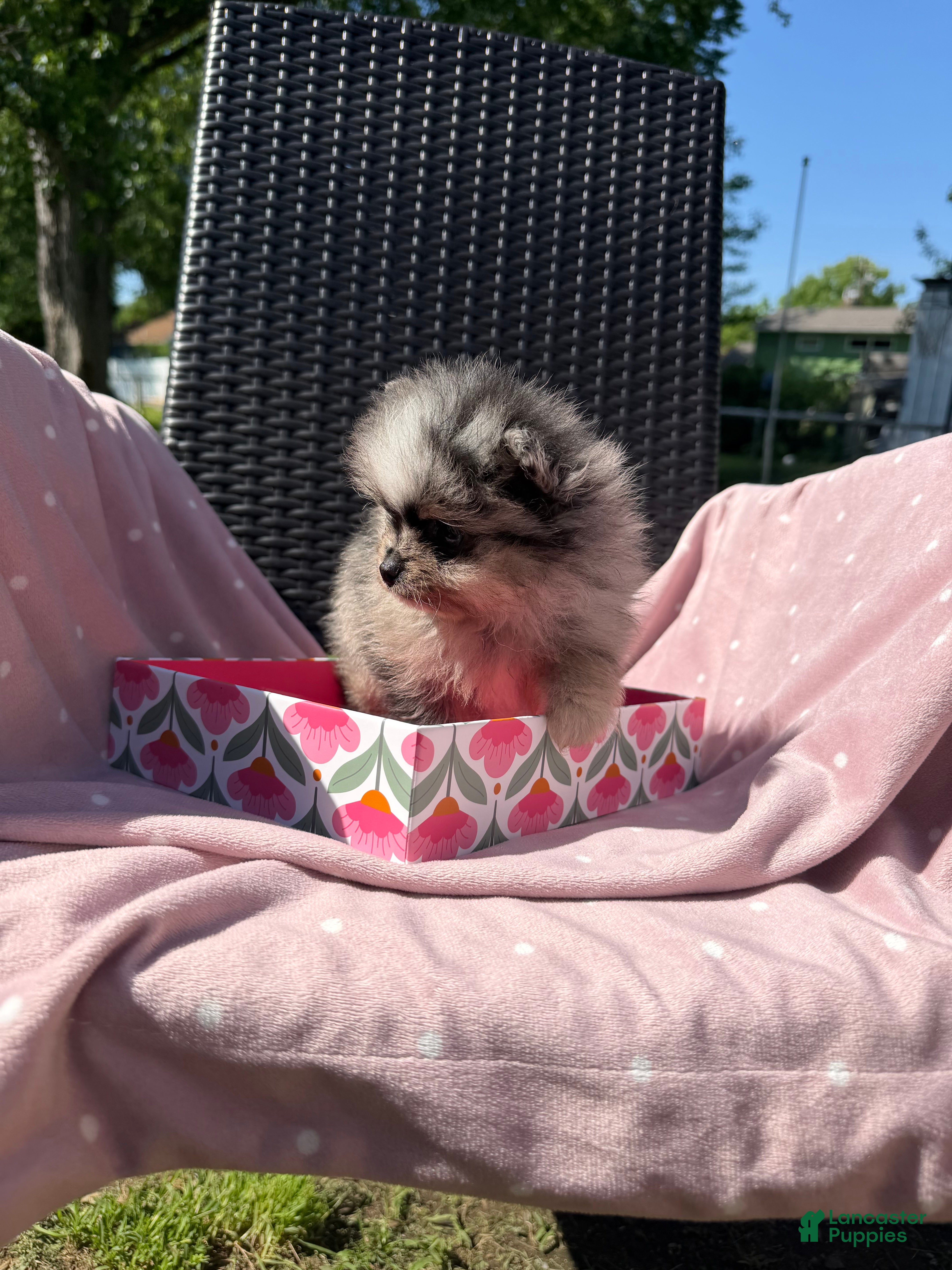 Pomeranian dogs Geppetto - Ad 2