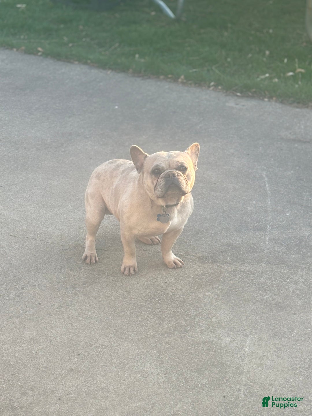 French Bulldog dogs for sale: French Bulldog Puppy 2 - Ad 6