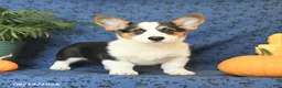 Welsh Corgi Pembroke dogs for sale: Gloria - Ad 5