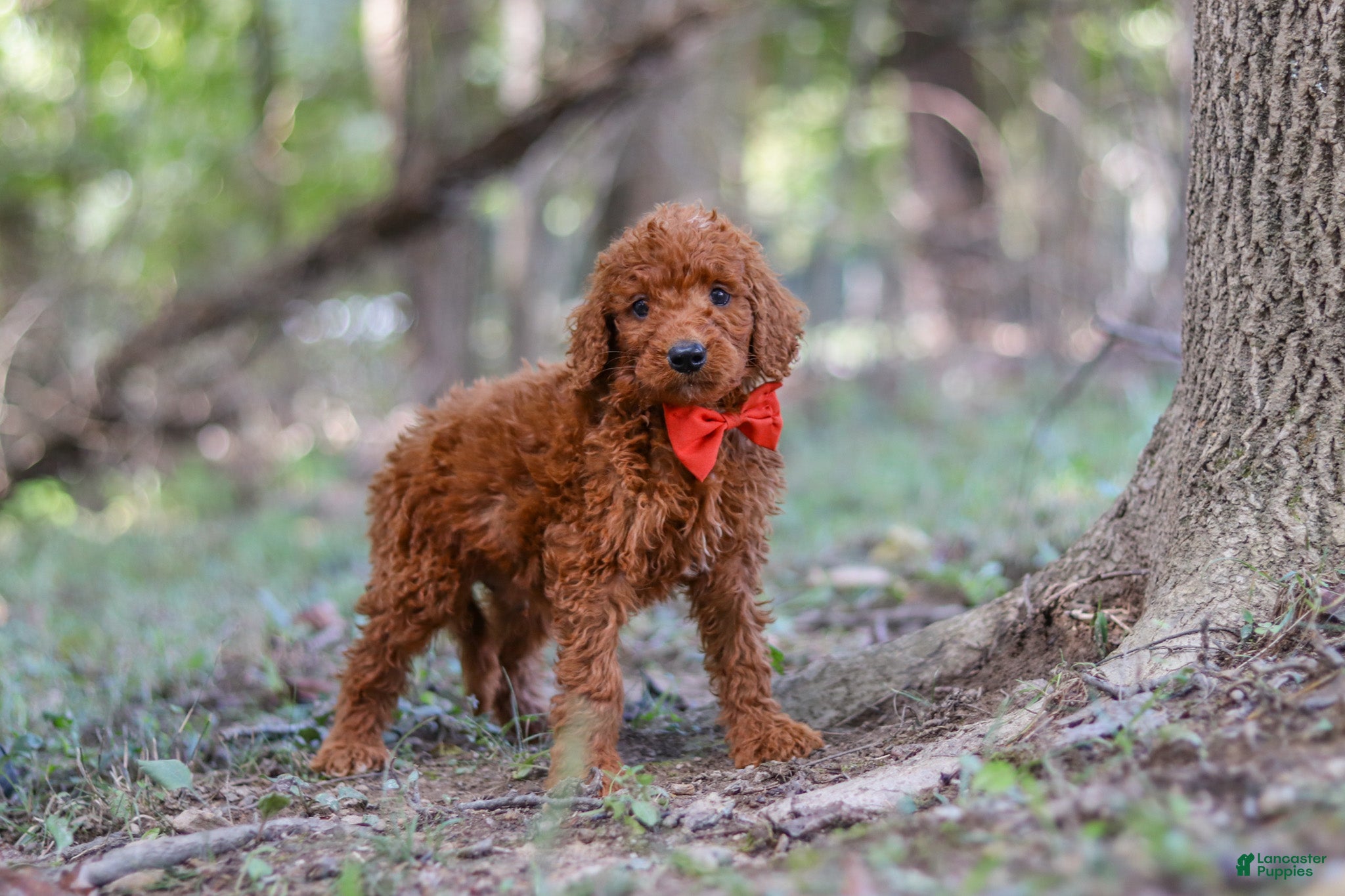 Goldendoodle dogs Dash - Ad 2