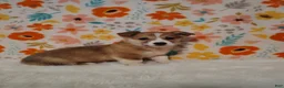Welsh Corgi Pembroke dogs for sale: Levi - Ad 4