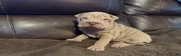 Shar Pei dogs for sale: Romeo - Ad 7