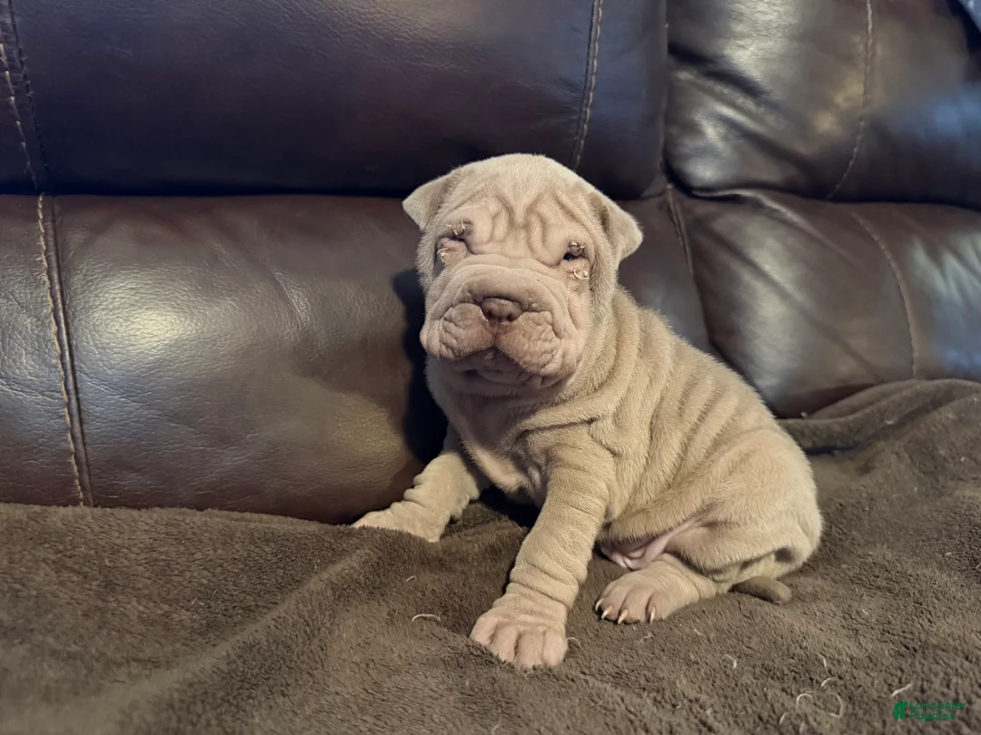 Shar Pei dogs for sale: Romeo - Ad 7