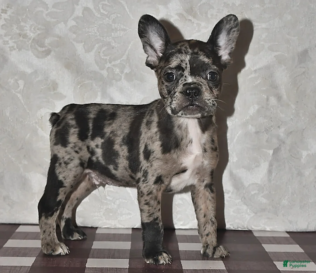 Gallery Image {{count}}