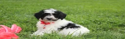 Yorkiepoo dogs for sale: Ryder - Ad 5