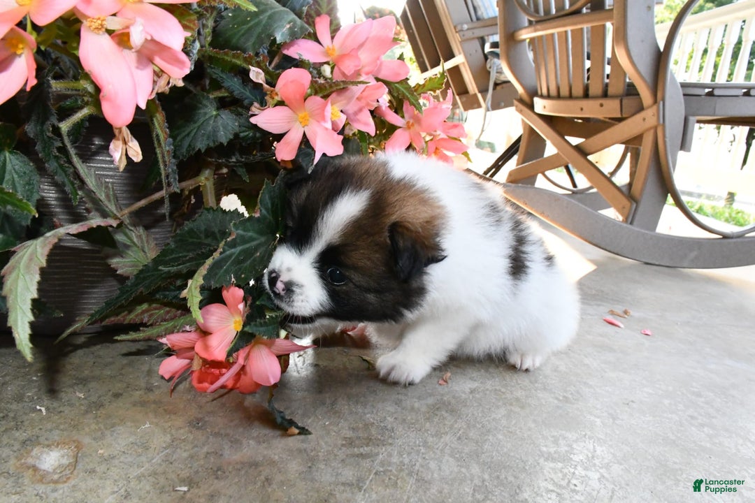 Gallery Image {{count}}