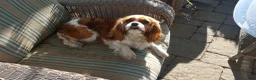 Cavapoo dogs for sale: Harvey - Ad 12