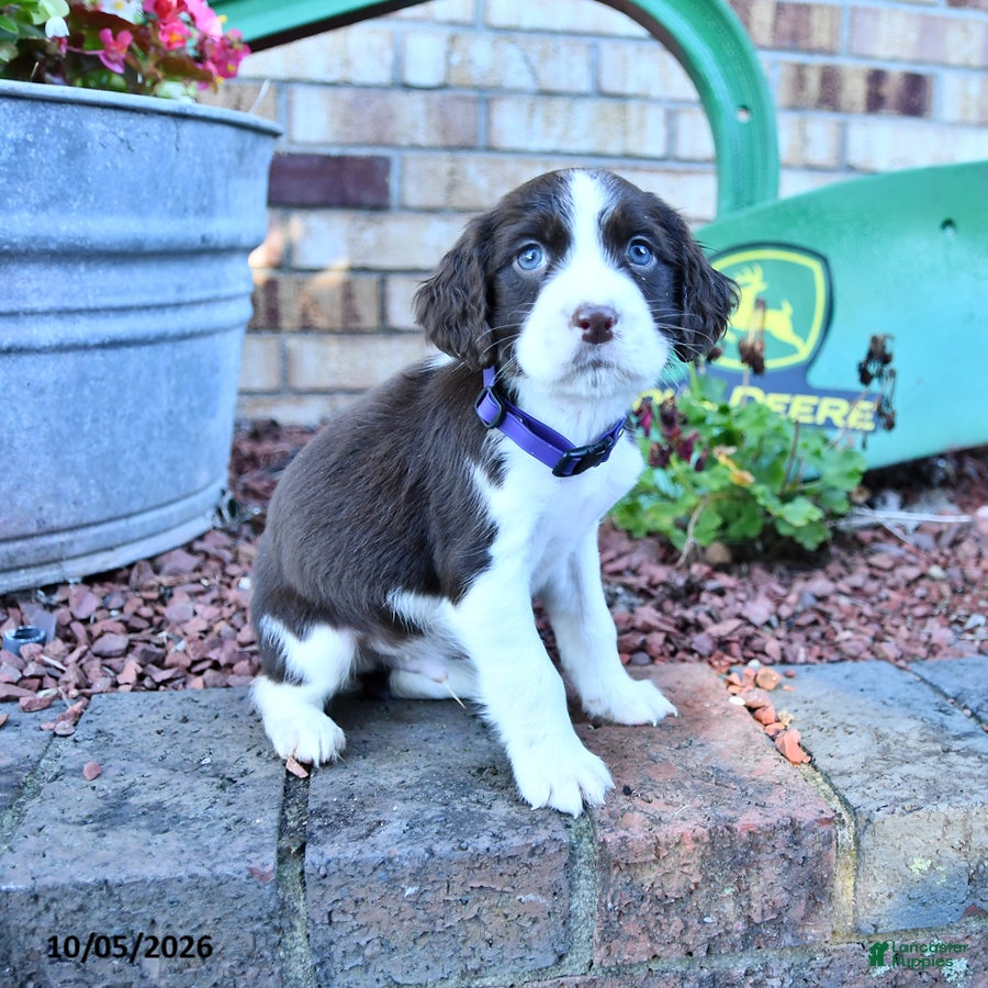English Springer Spaniel dogs Ceasar - Ad 2