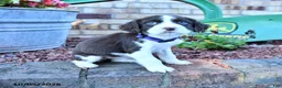English Springer Spaniel dogs for sale: Ceasar - Ad 2