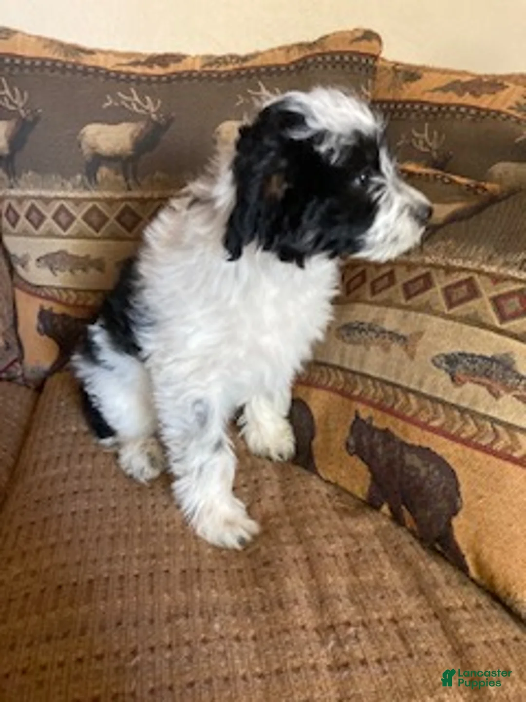 Mini Aussiedoodle dogs for sale: Miniature Aussiedoodle Cloe - Ad 1