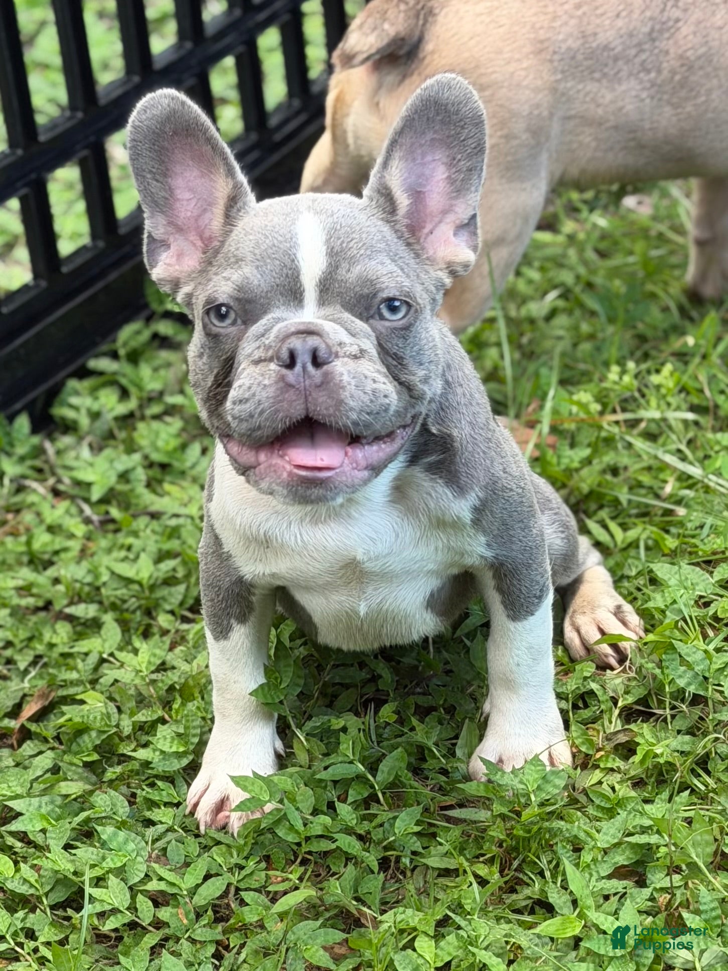 French Bulldog dogs Dimitri - Ad 1
