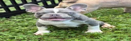 French Bulldog dogs for sale: Dimitri - Ad 1