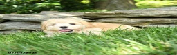 Maltipoo dogs for sale: Sunny  - Ad 4