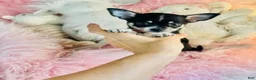Chihuahua dogs for sale: Chihuahua 1 - Ad 3
