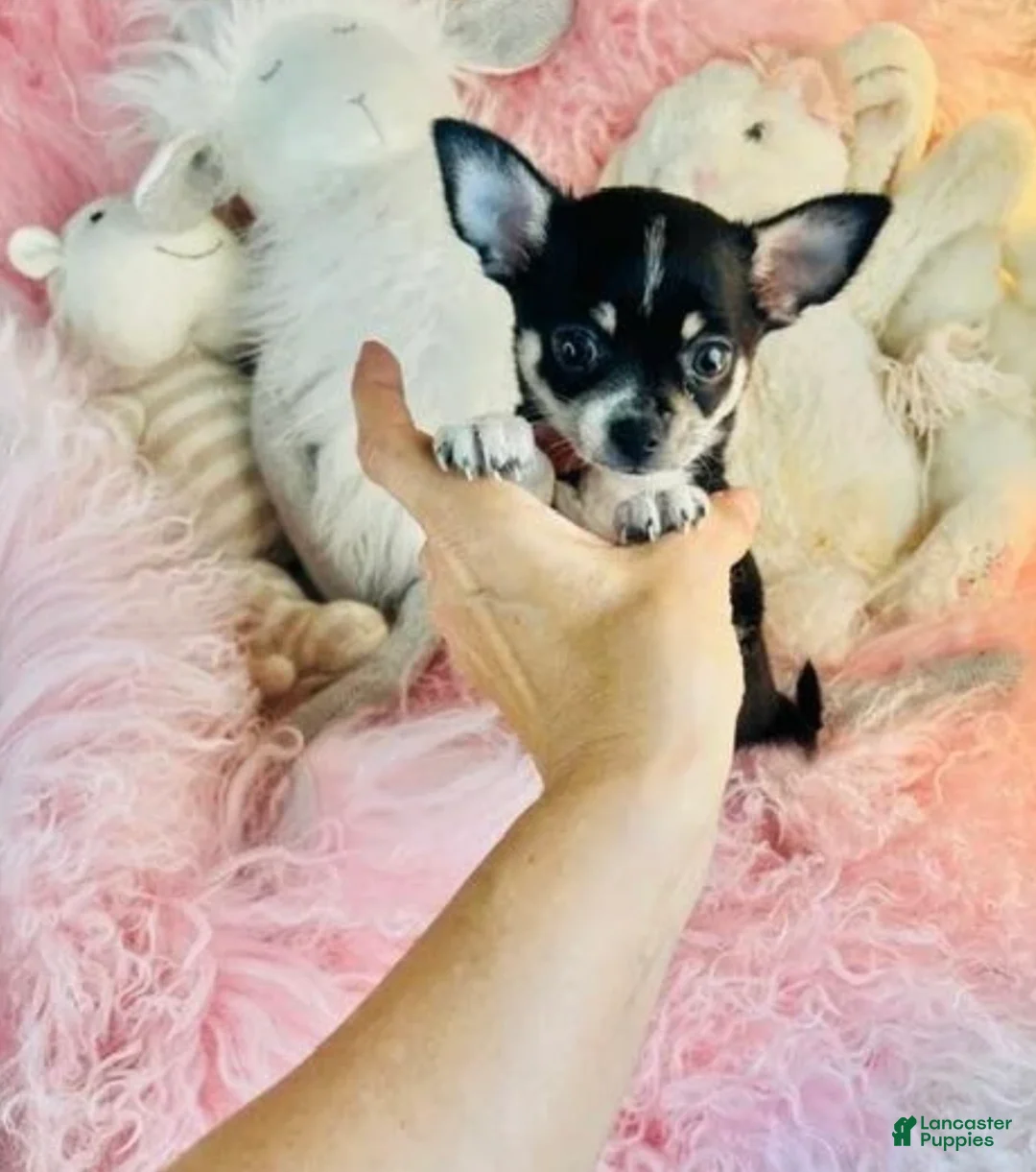 Chihuahua dogs for sale: Chihuahua 1 - Ad 3