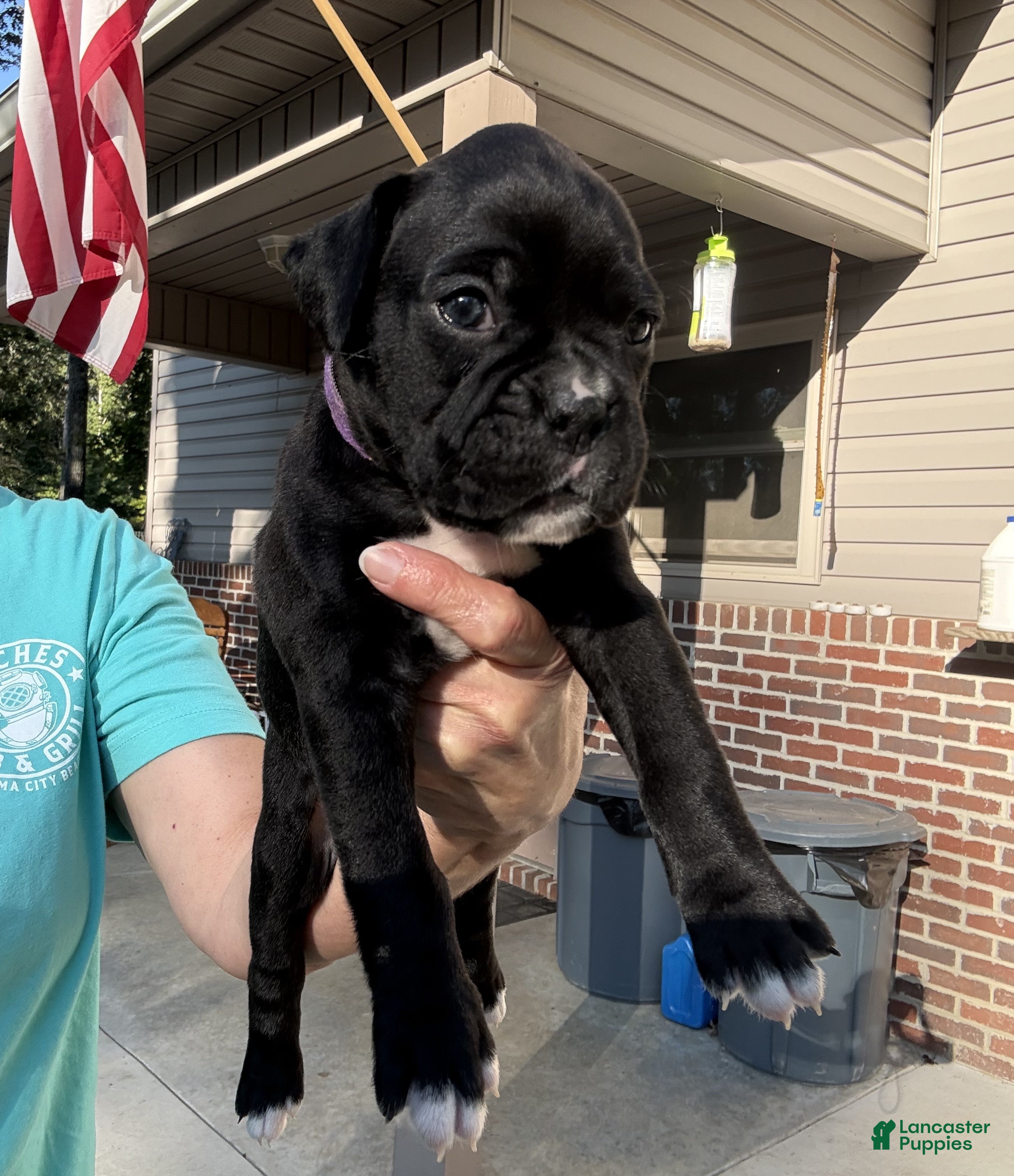 Boxer dogs Belle AKC Seal Brindle Boxer - Ad 1