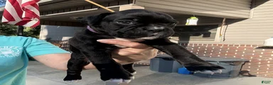 Belle AKC Seal Brindle Boxer