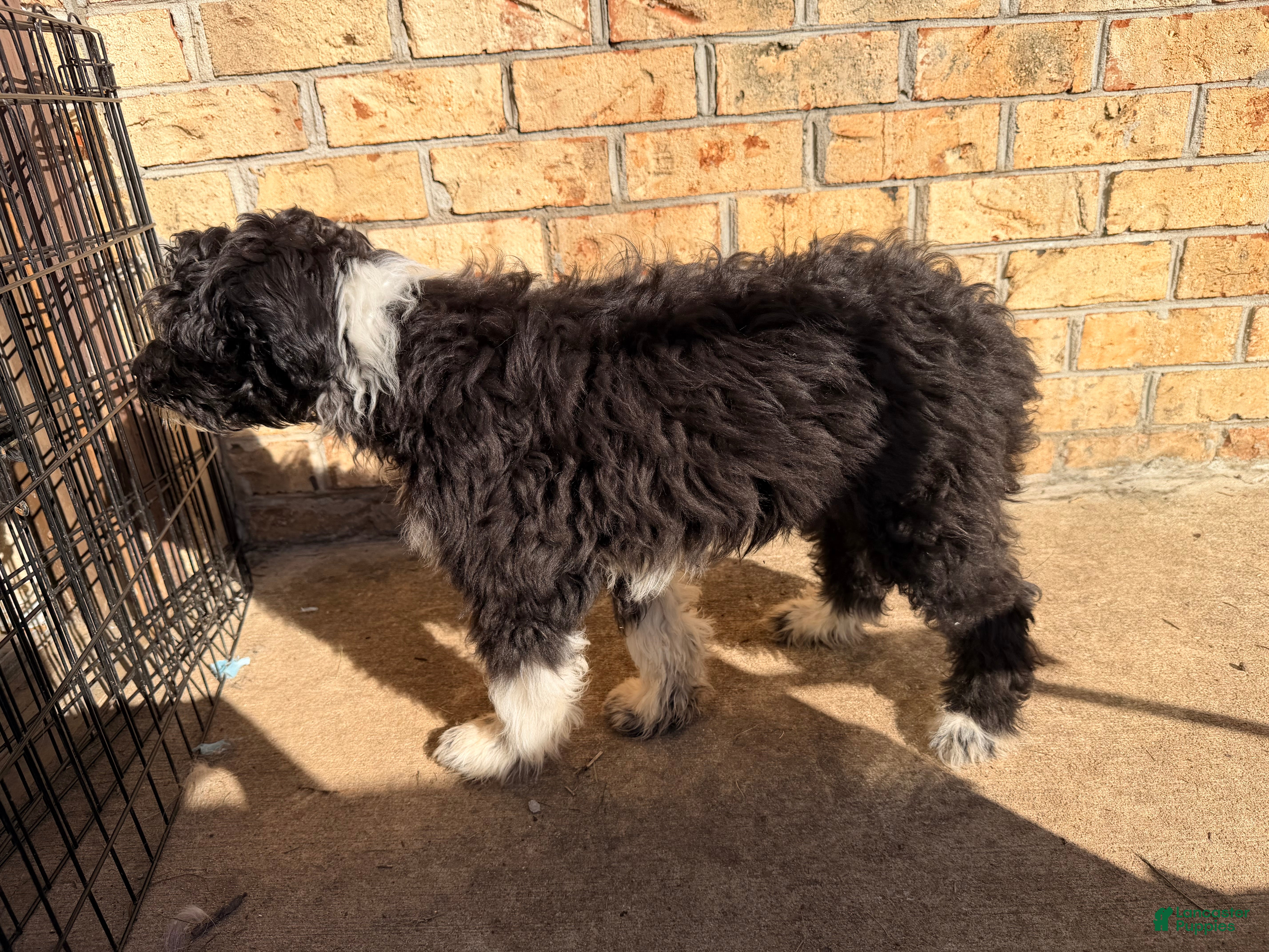 Sheltiedoodle dogs for sale: Shadow - Ad 5