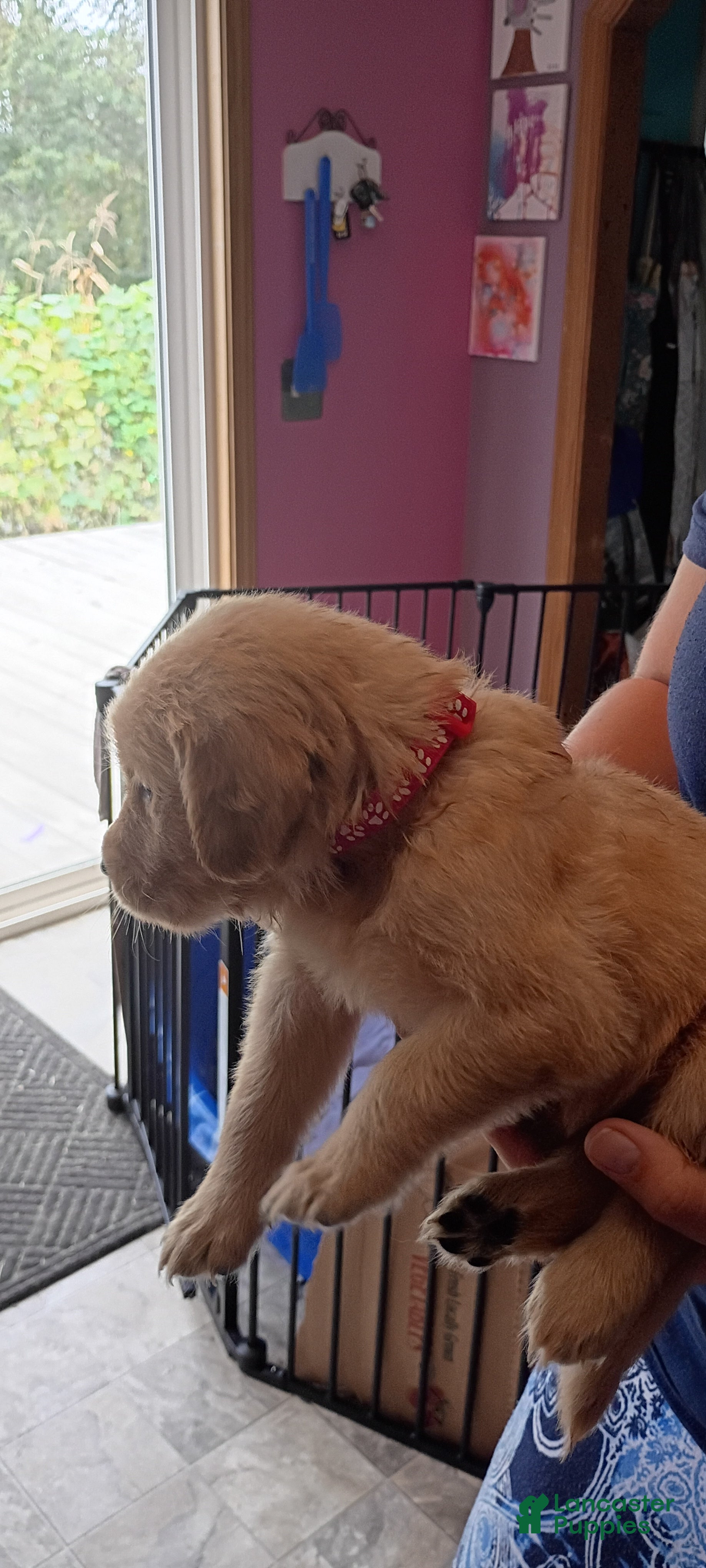Golden Retriever dogs Golden Retriever Female 1 - Ad 2