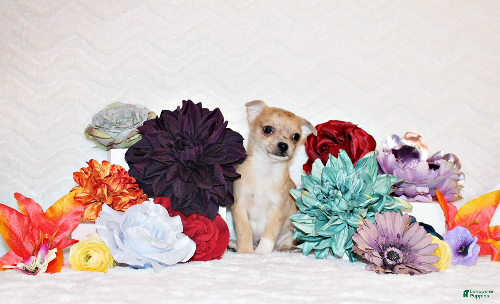 Chihuahua dogs Thaddeus - Ad 2