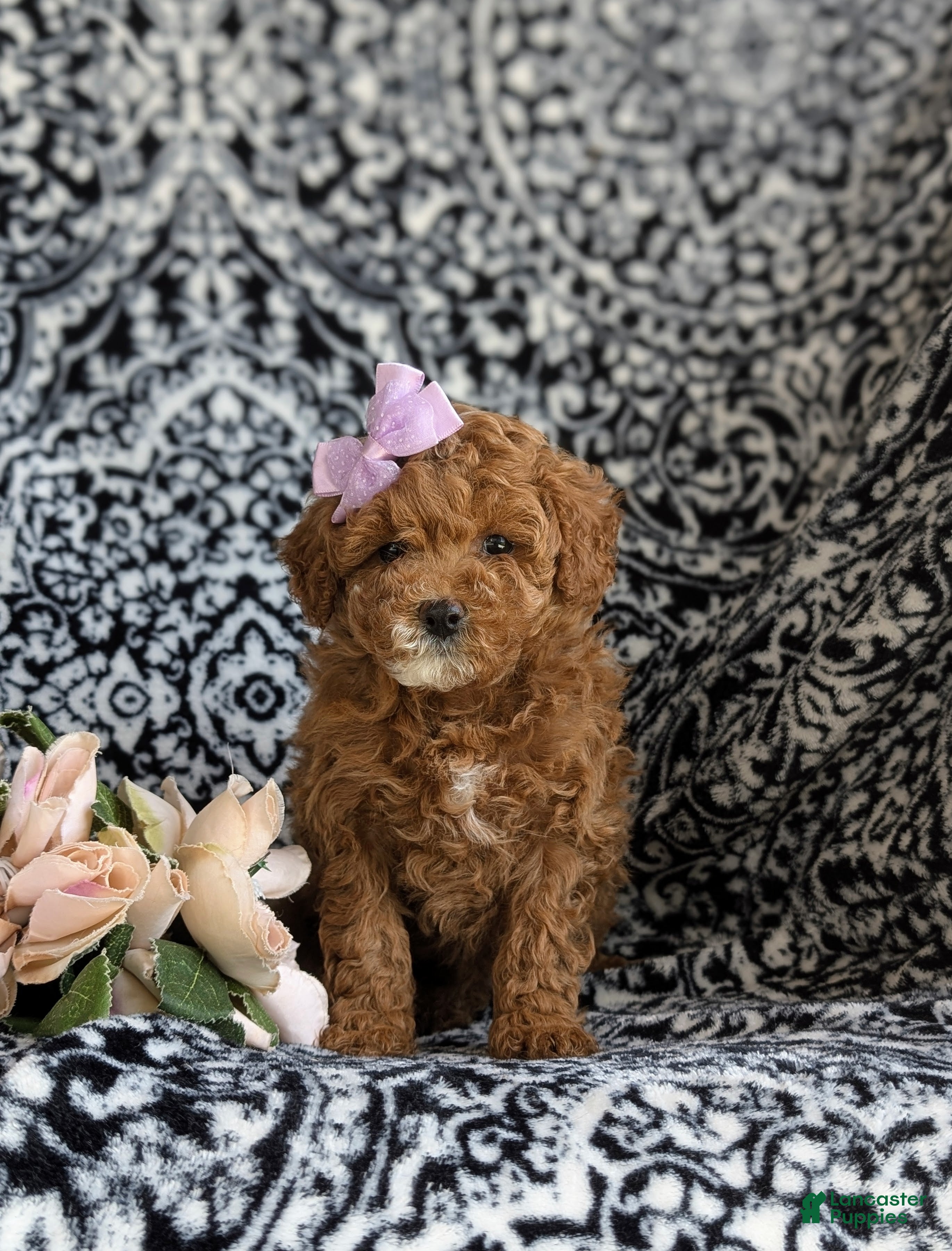 Cavapoo dogs Mandy Hypoallergenic - Ad 2