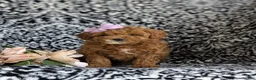 Cavapoo dogs for sale: Mandy Hypoallergenic - Ad 2