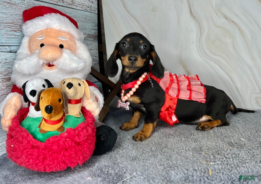Miniature Dachshund dogs for sale: AKC Champion import - Ad 3