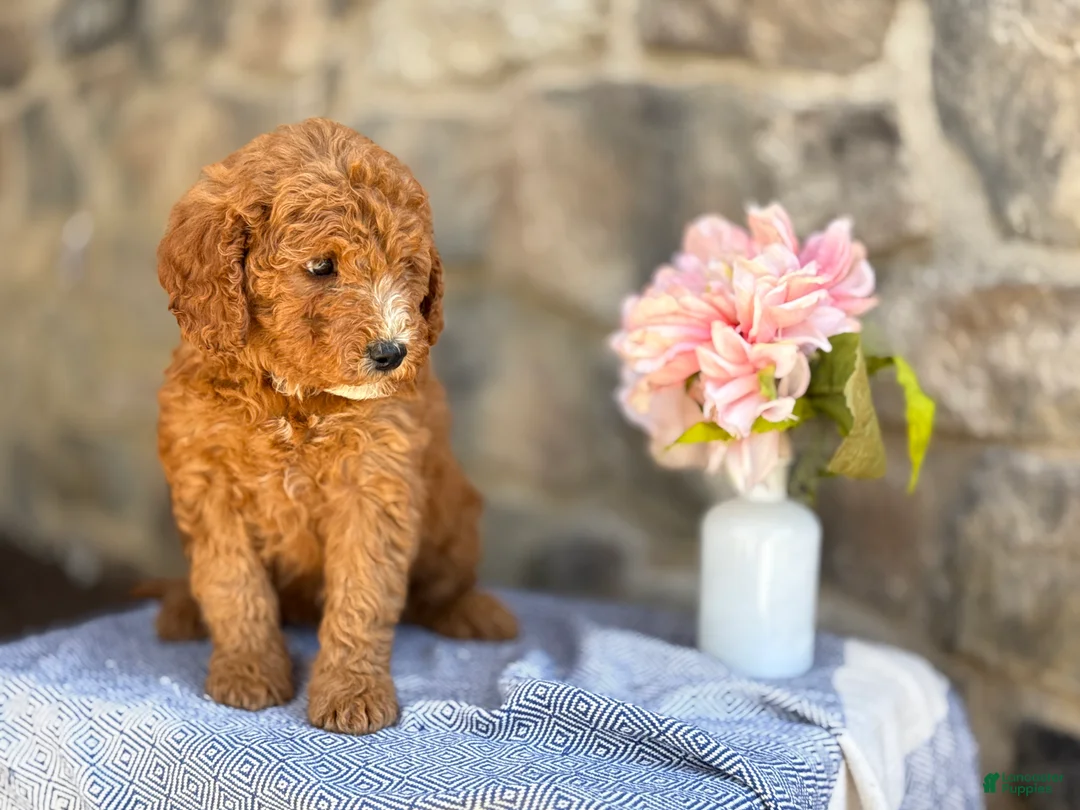 Goldendoodle dogs for sale: Milkshake - Ad 2