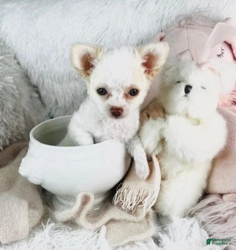 Chihuahua dogs Chihuahua Puppy 1 - Ad 38