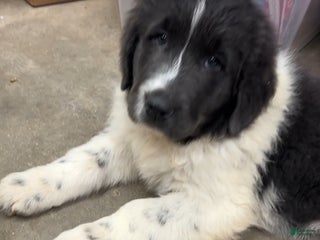 Newfoundland dogs Emma - Ad 3