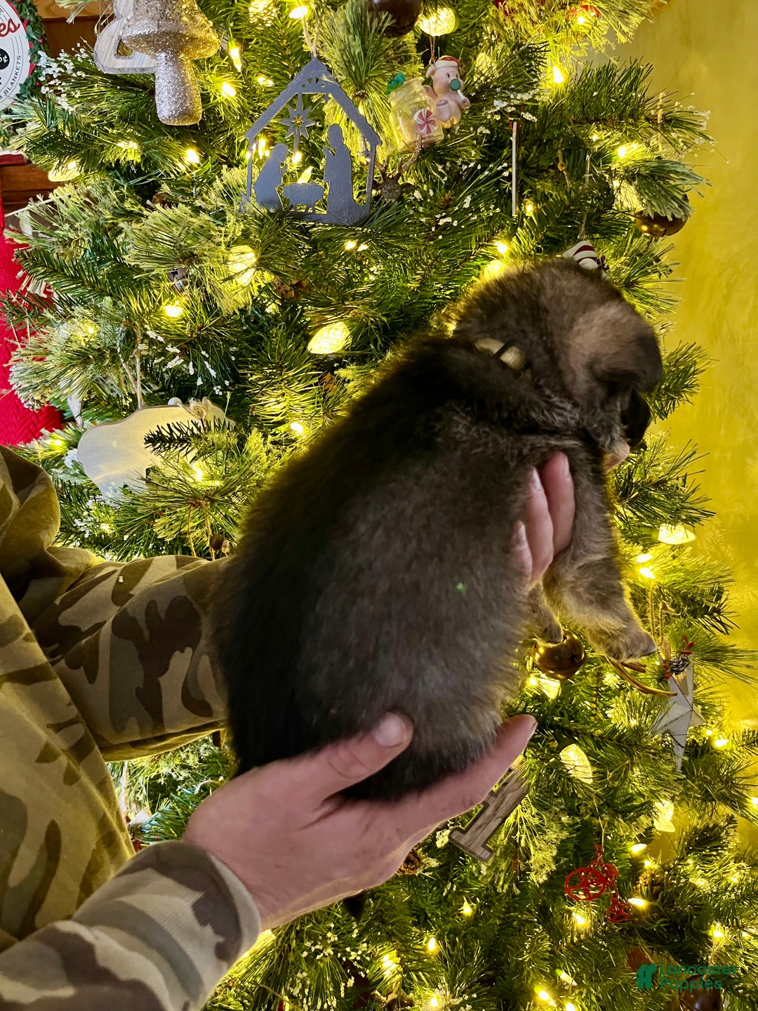 German Shepherd dogs for sale: Comet - Ad 3