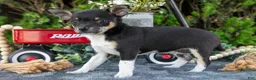 Chihuahua dogs for sale: Paul - Ad 3
