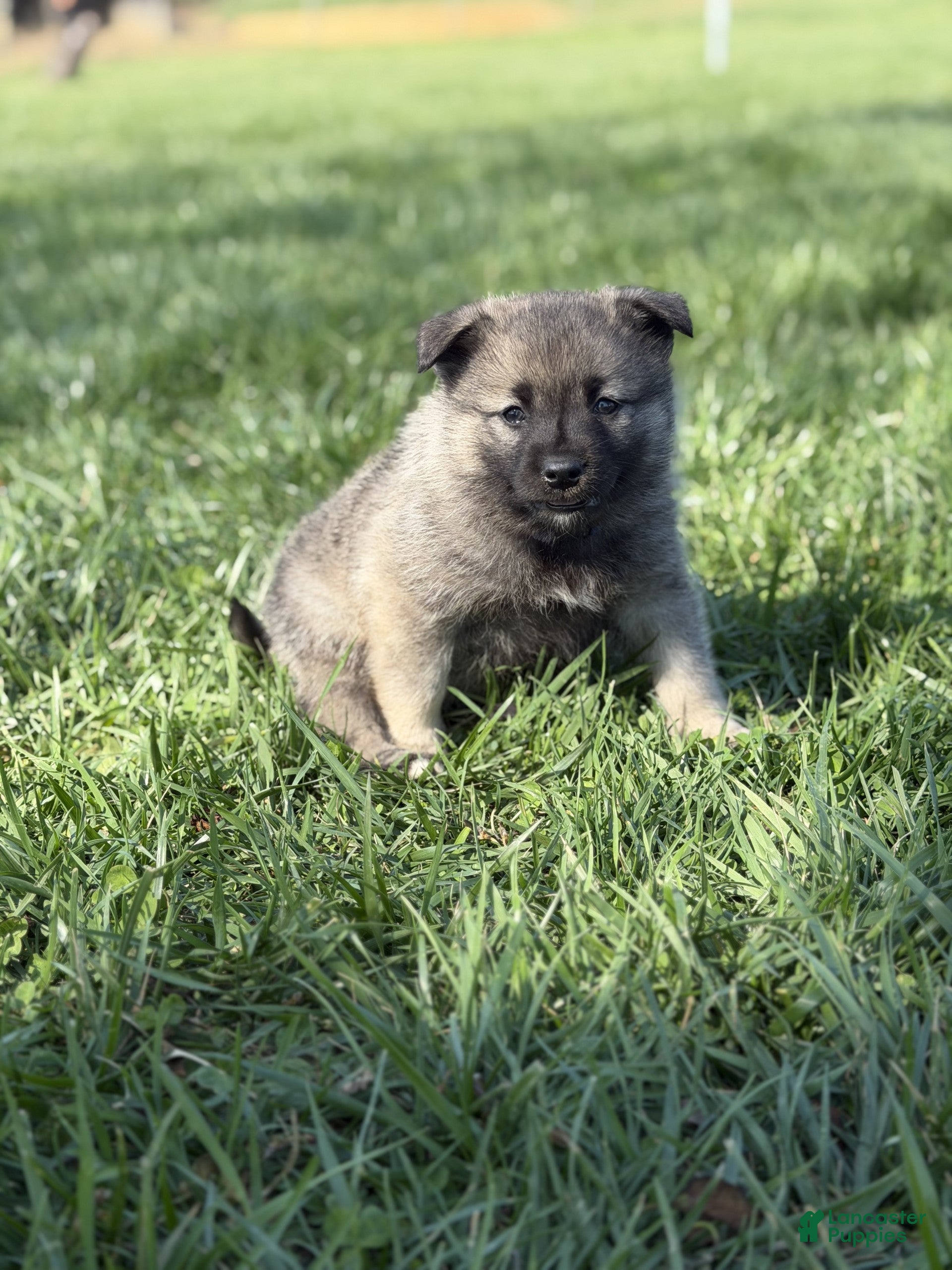 Norwegian Elkhound dogs Mr. Blue - Ad 2