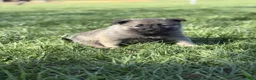 Norwegian Elkhound dogs for sale: Mr. Blue - Ad 3