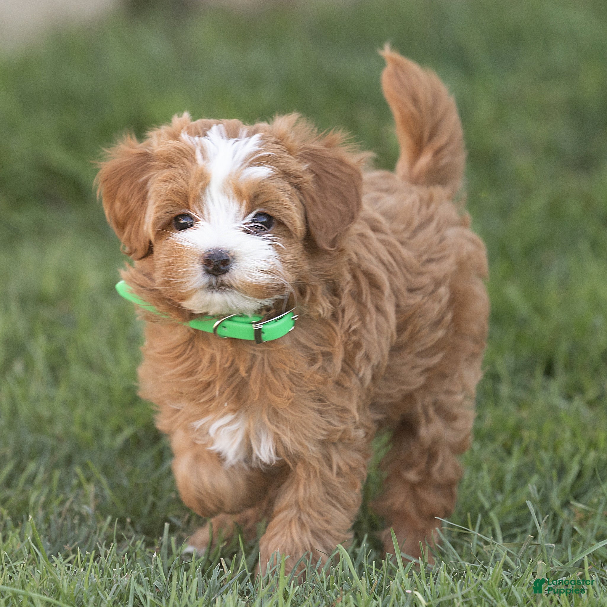Mini Goldendoodle dogs Lilly Miniature Goldendoodle  - Ad 2