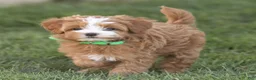 Mini Goldendoodle dogs for sale: Lilly Miniature Goldendoodle  - Ad 2