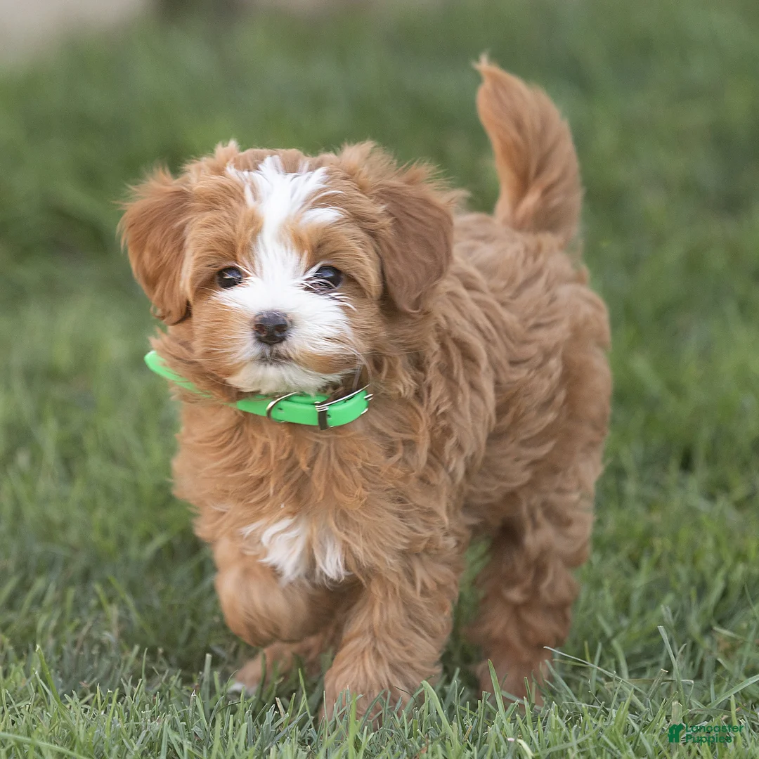 Mini Goldendoodle dogs for sale: Lilly Miniature Goldendoodle  - Ad 2