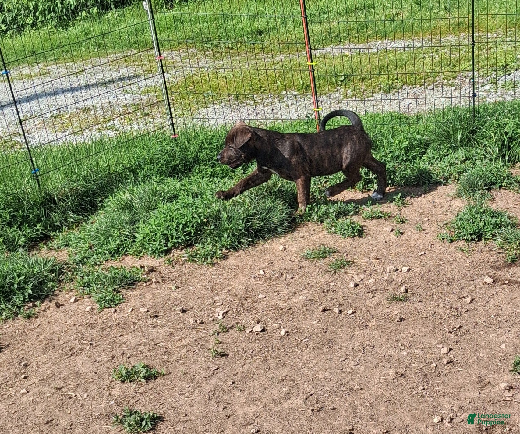 Mixed Breed dogs Rebel - Ad 2