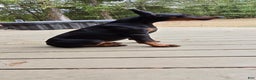 Doberman Pinscher dogs for sale: Bella - Ad 3