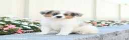 Miniature Australian Shepherd dogs for sale: Jett - Ad 2