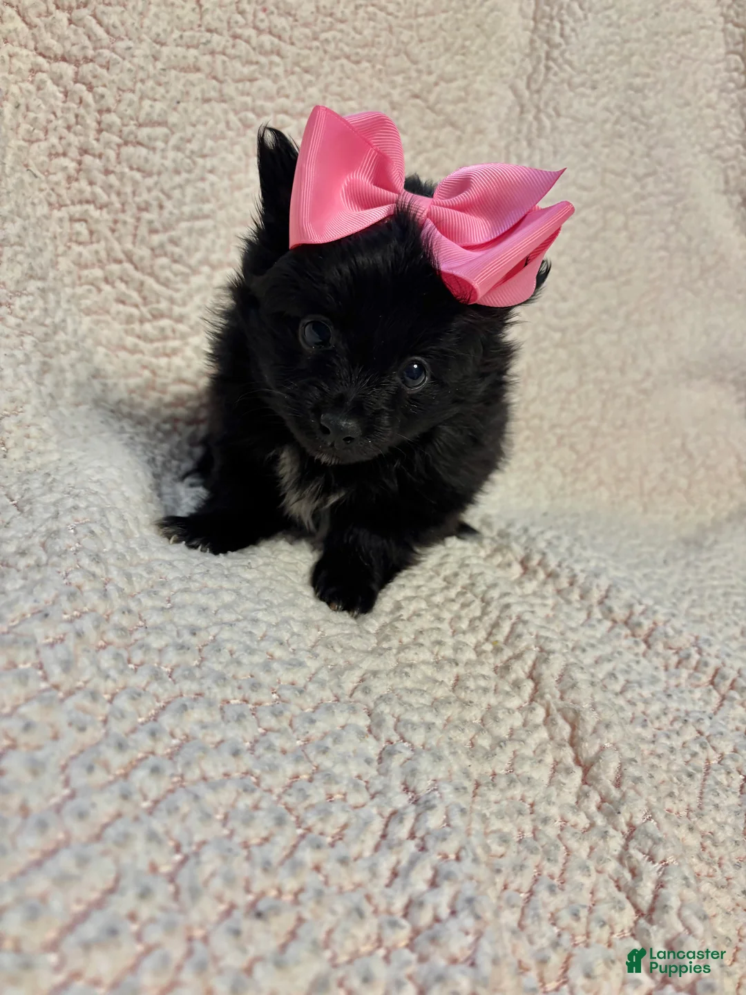 Pomeranian dogs for sale: Pomeranian Puppy 2 - Ad 1