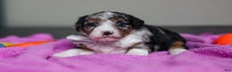 Mini Bernedoodle dogs for sale: Jasper - Ad 7