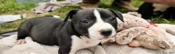 American Pit Bull Terrier dogs for sale: American Pit Bull Terrier 3 - Ad 6