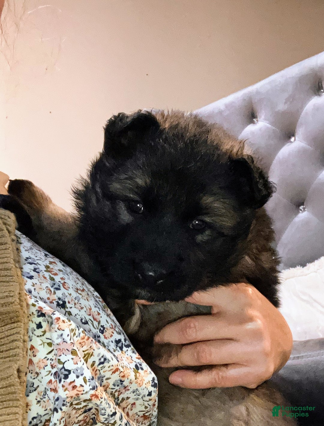 German Shepherd dogs for sale: ♥️SWEET SABLE ♥️ - Ad 18