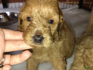 Mixed Breed dogs - Ad 41