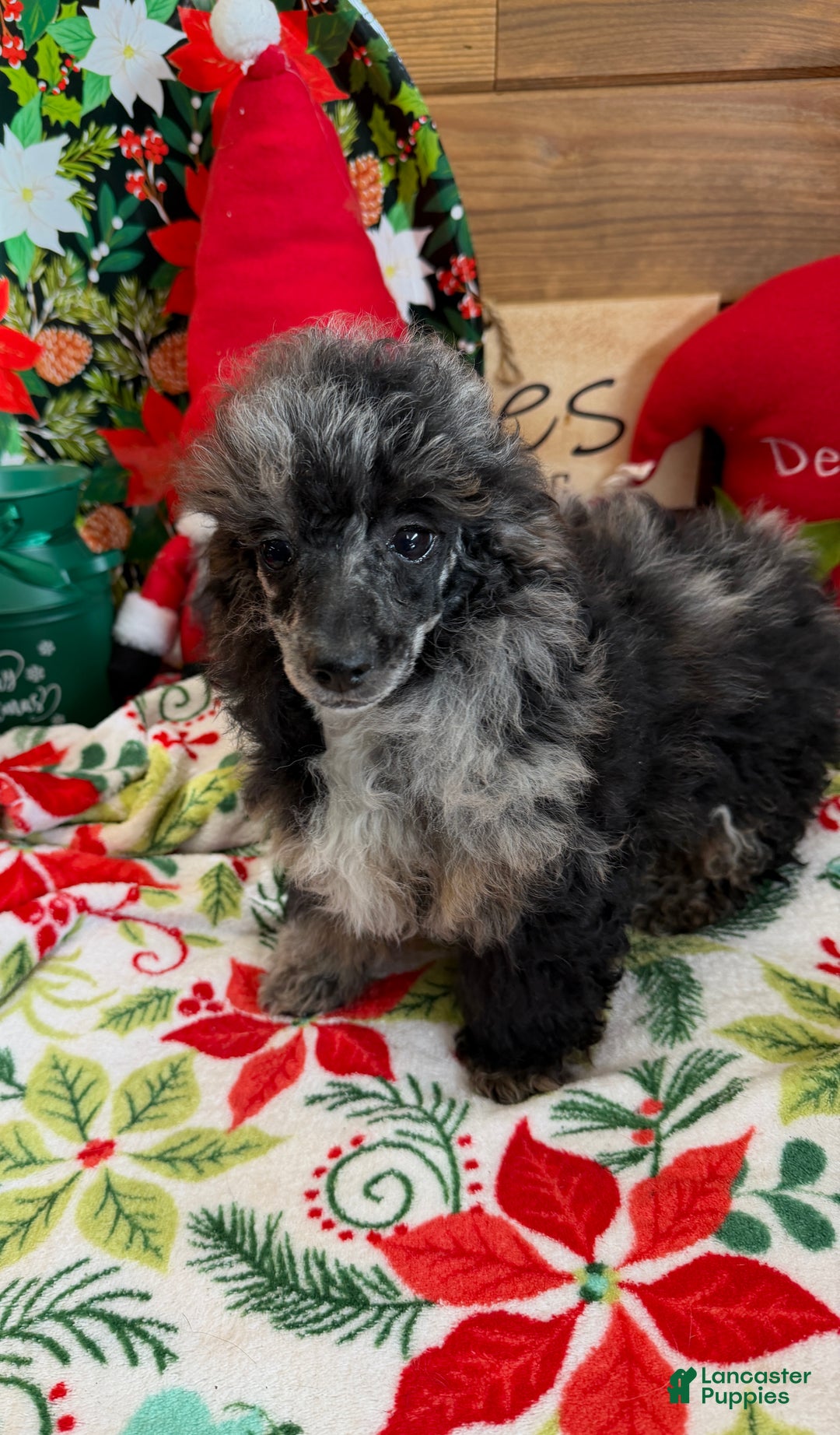 Toy Poodle dogs for sale: Helen - Ad 4