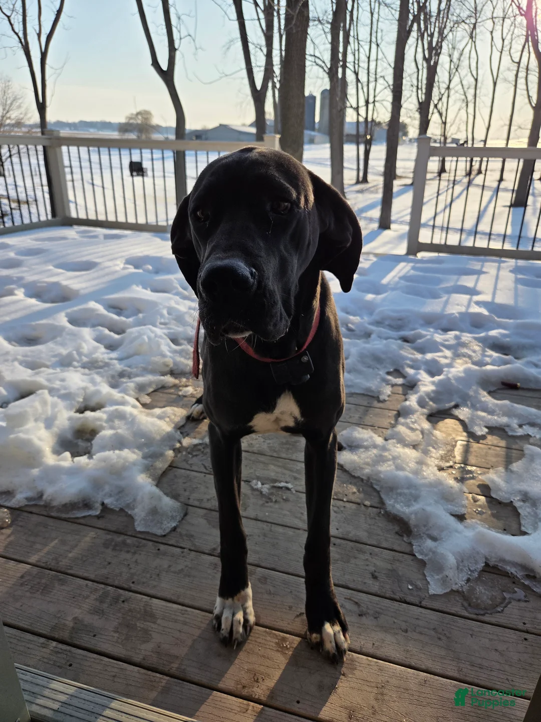 Great Dane dogs for sale: Juniper - Ad 4
